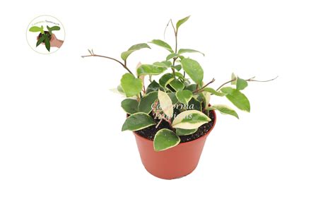 Ficus Triangularis Variegata Variegated Fig 4 Growers Pot Artofit