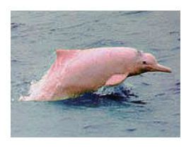 Yangtze River Dolphins