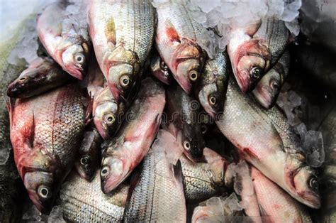 Farmers Market fish stock photo. Image of aquaculture - 57971760