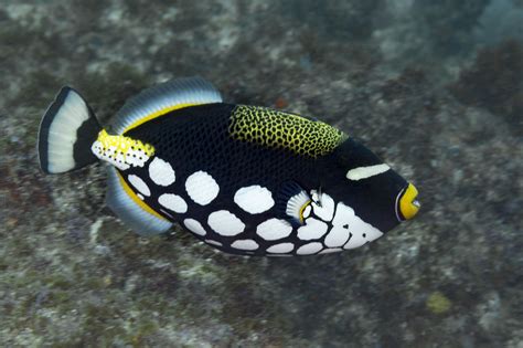 Balistoides Conspicillum Poisson