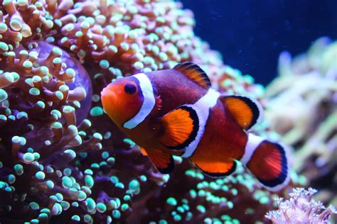 Clownfish | Mote Marine Laboratory & Aquarium