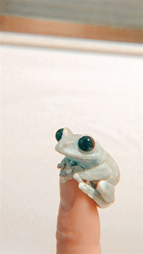 A Small White Frog Sitting On Top Of A Finger