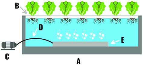 A Deep Water Culture Hydroponic System Comprised Of A Reservoir A A Download Scientific