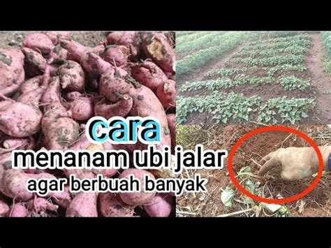 Cara Menanam Ubi Jalar Uang Agar Berbuah Banyak Ubiungu Ubijalar