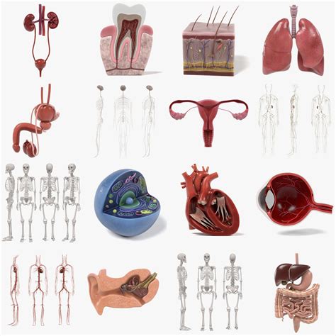 3d anatomy human model