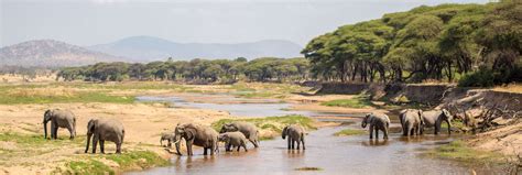 Ruaha National Park | Book Now your Safari with Tanzania Specialist