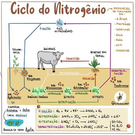 Ciclo Do Nitrogenio Enem
