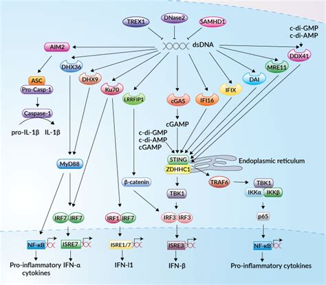 Cytosolic Dna Sensors Cds Research Tools And Reagents