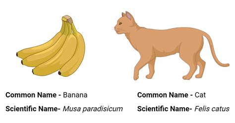 Scientific Name- Definition, Rules, Examples, Nomenclature – 4Botany