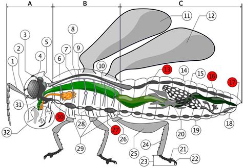 Anatomía De Los órganos Y Las Estructuras Internas De Los Insectos