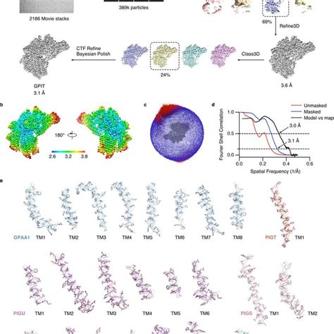 Cryo Em Analysis Of The Gpitx Complex A Flow Chart Of Cryo Em Data