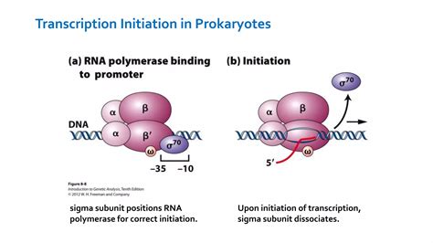 Rna Polymerase Ppt