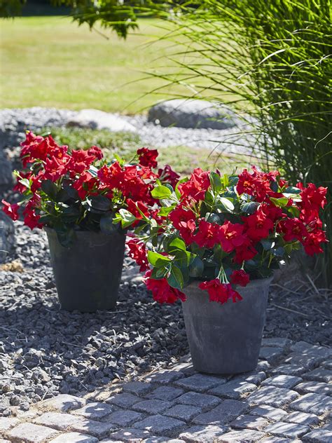 Mandevilla – Kalantzis Fyta