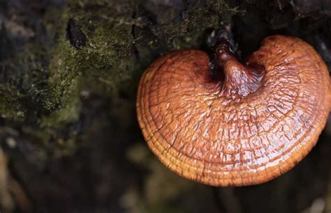 Propiedades Medicinales Del Hongo Reishi Para Combatir El C Ncer