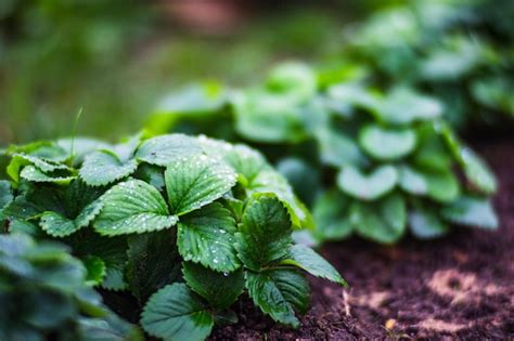 Culturas de morangos plantadas gotas de água nas folhas Terras