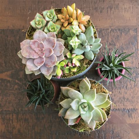 diy succulent planters home  hiliary