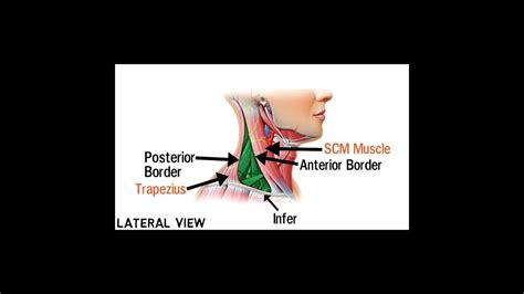 Triangles Of Neck Anatomy Topography Of Neck Neck Muscles Anatomy