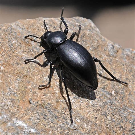 Stink Beetle Stock Photos, Pictures & Royalty-Free Images - iStock