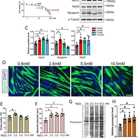 Effect Of Mg 2 On C2C12 Myoblast Differentiation And Myotube Growth