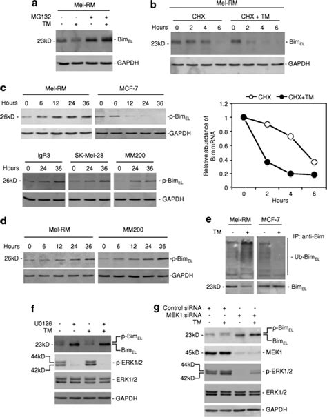 Downregulation Of The BimEL Protein In Melanoma Cells Undergoing ER