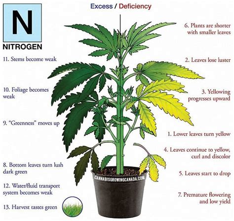 Plant Deficiency Diagnosis