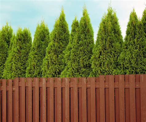 Trees for Privacy Screens - Discover Top 7 - Seasons Best Landscaping