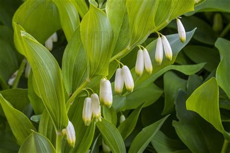 Angular Solomon S Seal Photo12 ImageBROKER Alimdi Arterra