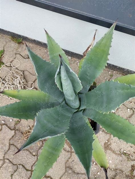 Agave Cm Kaufen Auf Ricardo