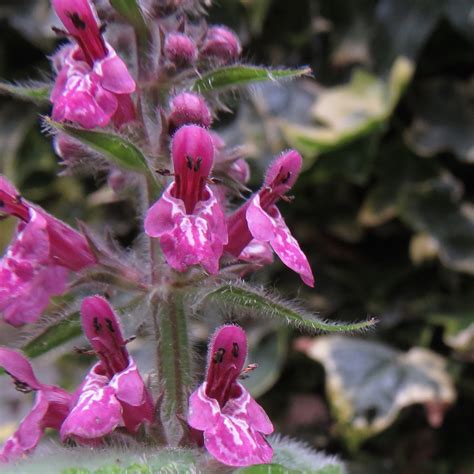 BugBlog: Bumblebee watching