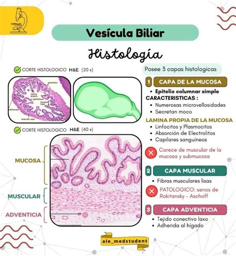Vesícula Biliar Normodistendida 7