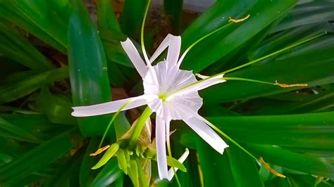 Unique And Very Beautiful Good Omen Flowers My Garden Pakistan Plant