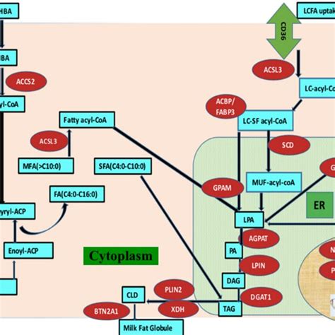 Milk Fat Synthesis Pathway In The Bovine Mammary Gland The Blue