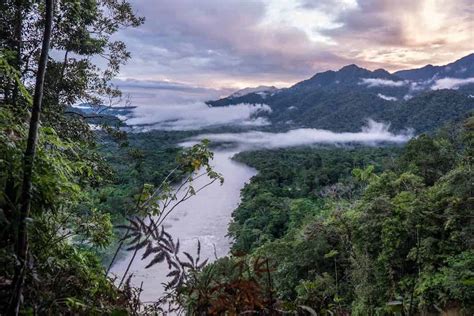 The Ecuadorian Amazon Rainforest Cruise Bespoke Serenity