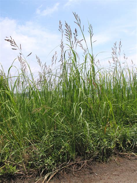 Spartina Pectinata Prairie Cordgrass Go Botany