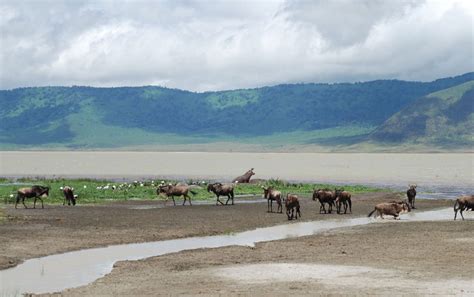 Ngorongoro Conservation Area || Ongeri Expeditions