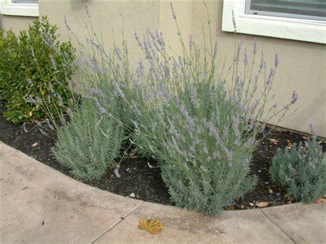 Lavandula X Intermedia Provence