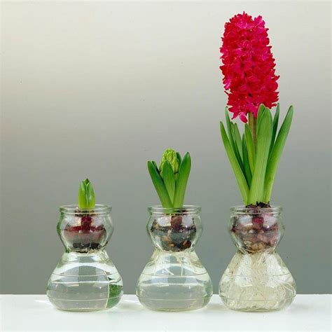 Step-By-Step Instructions For Growing Hyacinth Bulbs In Water