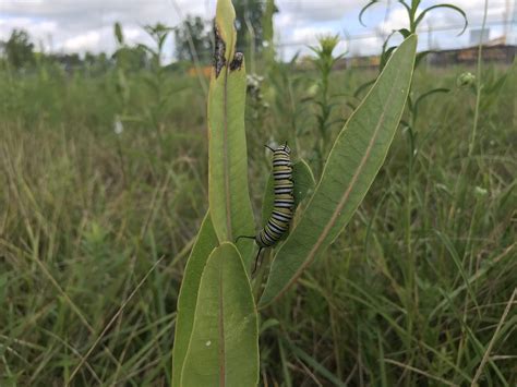 Celebrate Pollinator Week by taking action - Empowering Michigan