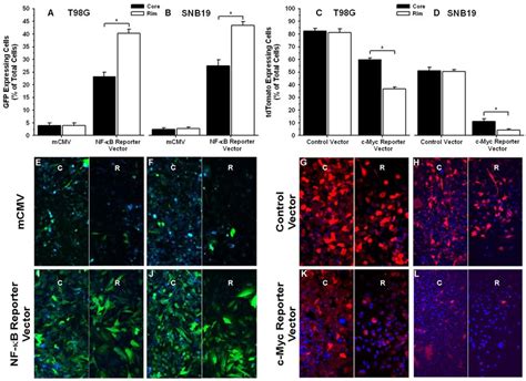 Migrating Glioma Cells Promote Activation Of The Transcription Factor