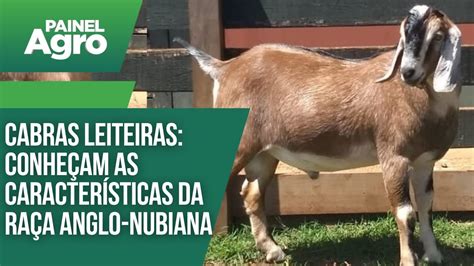 Cabras leiteiras conheçam as características da raça Anglo Nubiana