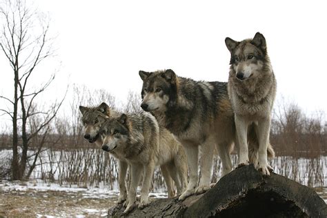 pack photograph  shari jardina fine art america