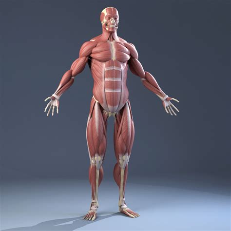 3d Model Realistic Anatomy Skeleton Muscles