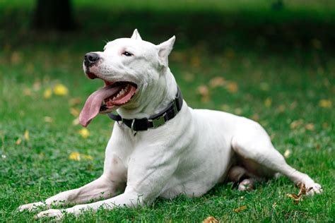 Salerno Dogo Argentino Aggredisce Cagnolino E Padrona Il Giornale Di