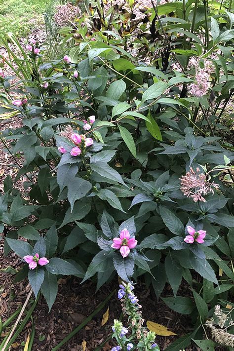 Rose Turtlehead Illinois Pollinators