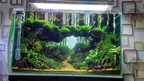 Aquascape Jungle Style Tank 60 Cm Hutan Dalam Air YouTube