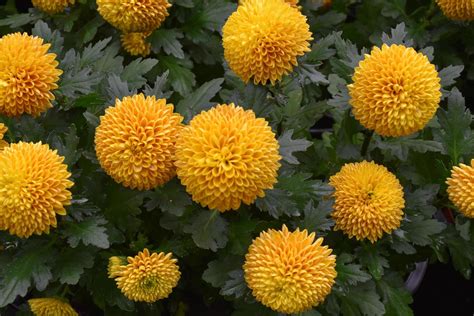 Pompons Chrysanthemum Flowers Blooming With Blurred Background