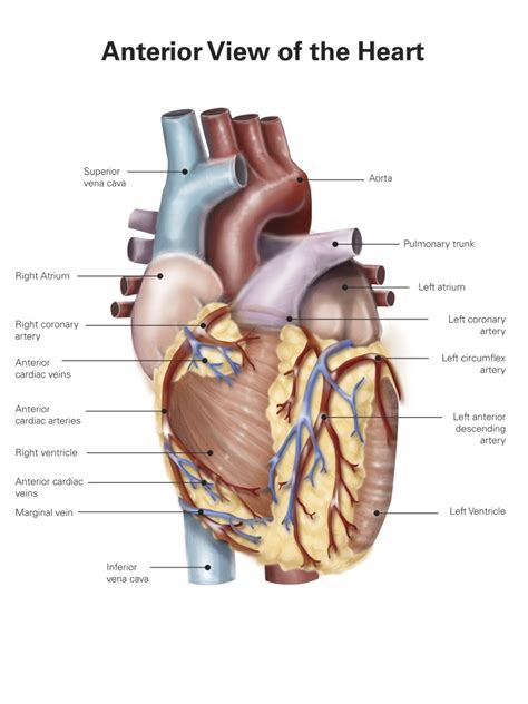 Anterior View Of The Human Heart Poster Print By Alan Gesek Stocktrek