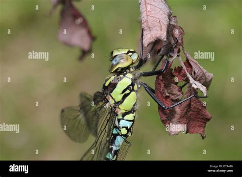 Extremely Detailed Macro Image Of Eyes Head And Thorax Of A Male