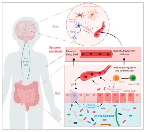 Role of the Gut Microbiota in the Pathophysiology of Autism Spectrum