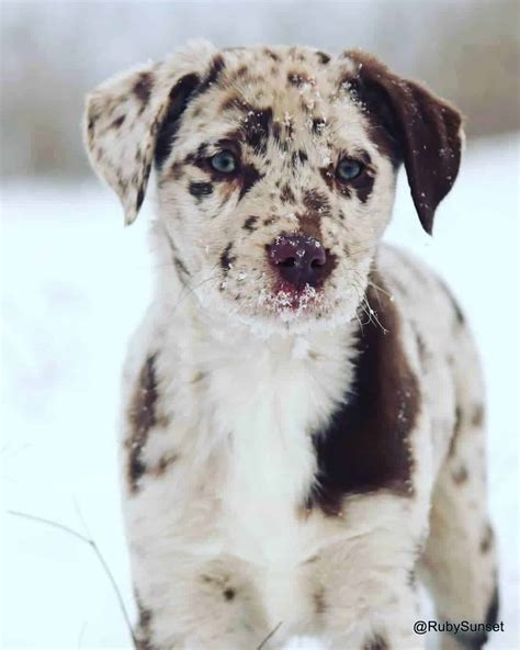 What Color Will Labrador Puppies Be